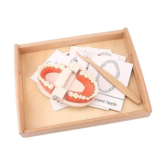 Accessories 1 Teaching Aids Simulated Teeth Brushing Toy