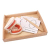 Accessories Teaching Aids Simulated Teeth Brushing Toy